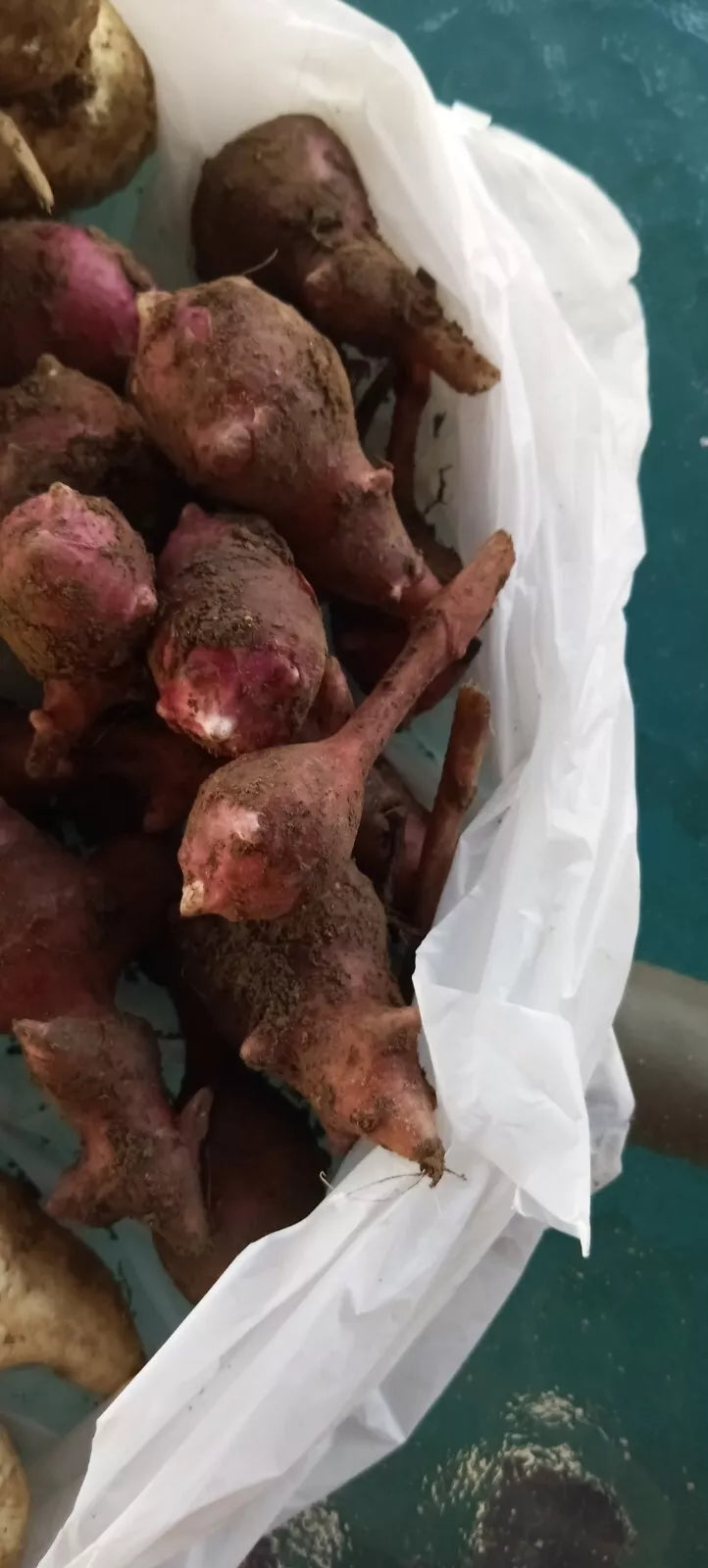 Organic Sunchoke Tubers - Red Mammoth Variety - Helianthus tuberosum - Jerusalem Artichoke for Planting