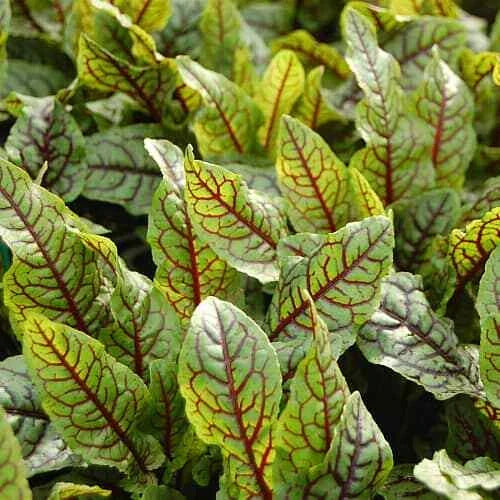 Red Veined Sorrel Seeds | Heirloom Non-GMO Herb Seeds | Rumex sanguineus | Organic Gardening, Edible Greens