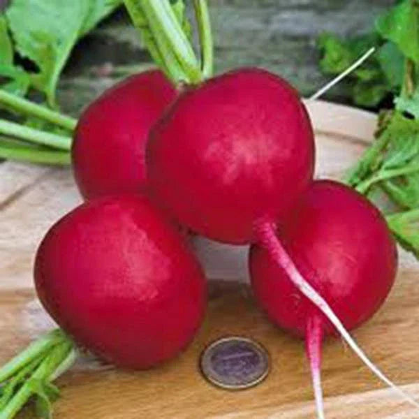 Radish Seeds Pack – Heirloom Champion Raphanus sativus Non-GMO for Home Garden, Salad, and Container Growing