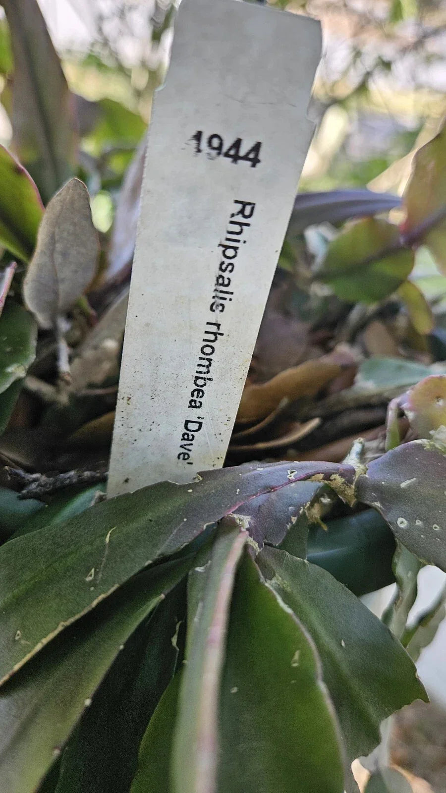 Rhipsalis Rhombea "Dave" Draping Succulent Plant, Indoor Houseplant, 3 Leaf Segments, Hanging Basket, Low Maintenance