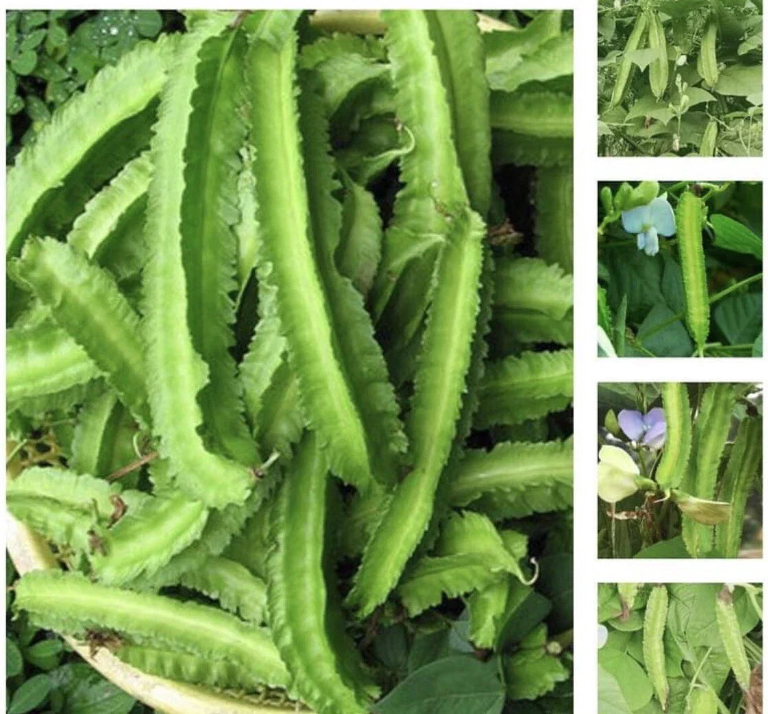 Winged Bean Seeds - 50+ Pack, Asparagus Pea, Psophocarpus tetragonolobus, High Germination Rate, Nutritious Pods