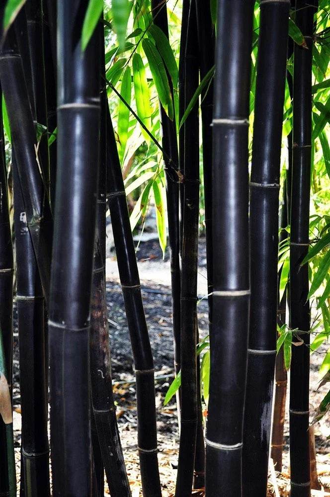 Timor Black Bamboo Seeds - 50 Clumping Privacy Screen Plant - Gigantochloa atroviolacea Exotic Garden Seeds
