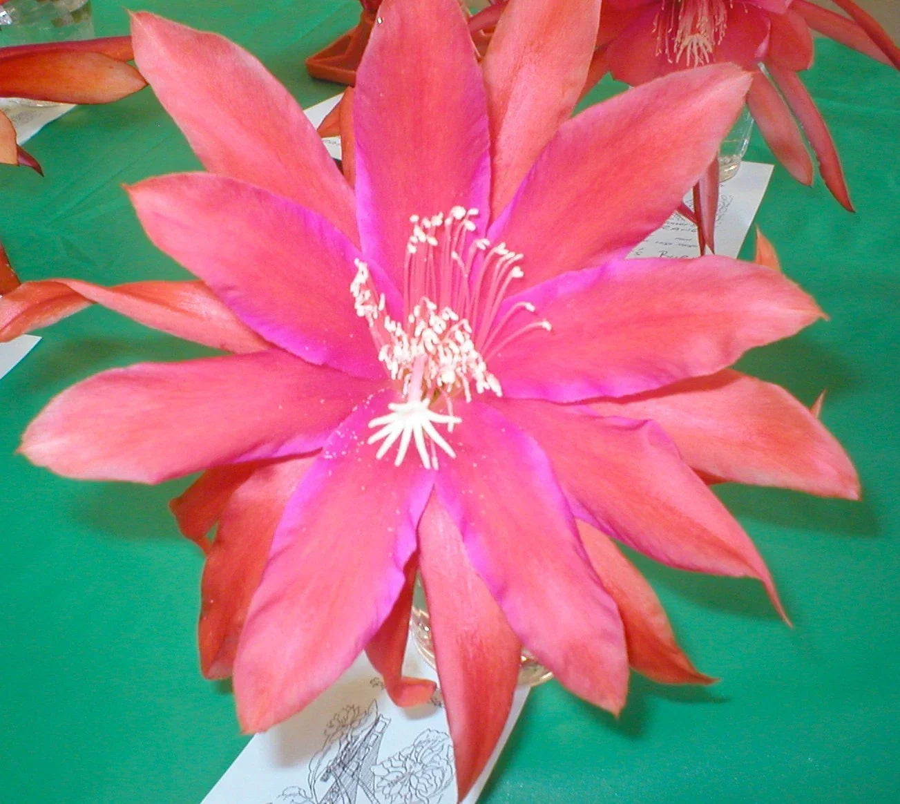 Epiphyllum Plant Cuttings - Orchid Cactus Sedona Sunset - Vibrant Sunset-Hued Blooms - Epiphyllum oxypetalum Indoor Garden