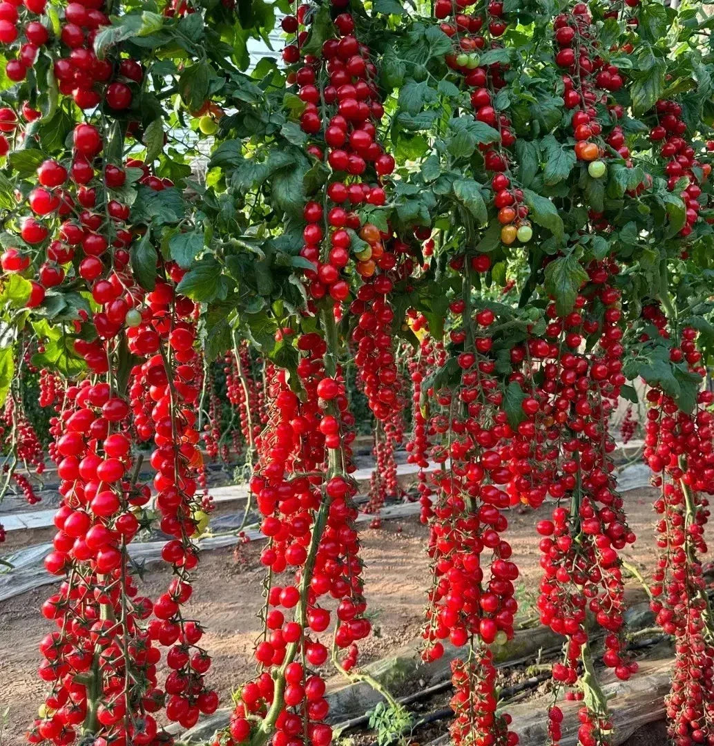 Waterfall Tomato Seeds - Heirloom Organic Solanum lycopersicum - High Yield, Sweet Juicy, Rare Variety, Suitable for Containers & Gardens
