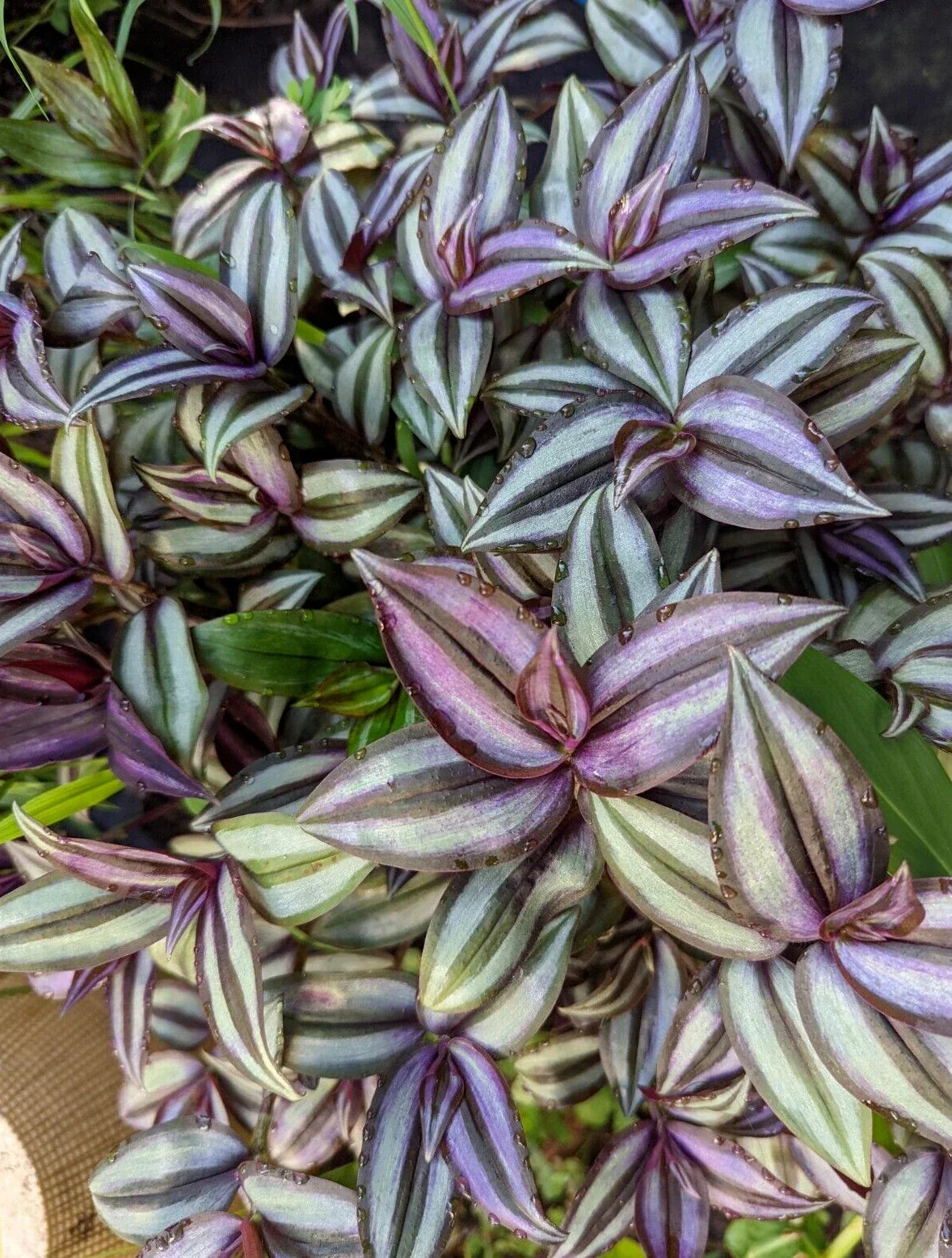 Tradescantia Zebrina Cuttings - 10 Pack Wandering Jew Houseplant for Indoor Gardening, Trailing, Easy Care, Propagation