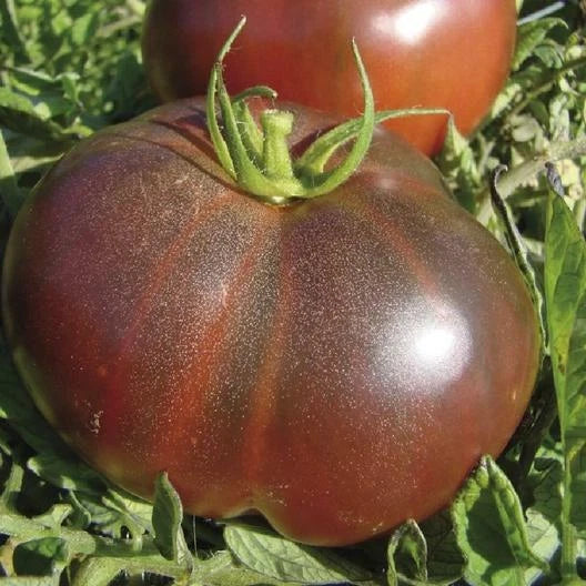 Black Krim Tomato Seeds - 100 Non-GMO Heirloom Solanum lycopersicum for Juicy, Dark Reddish-Purple Tomatoes