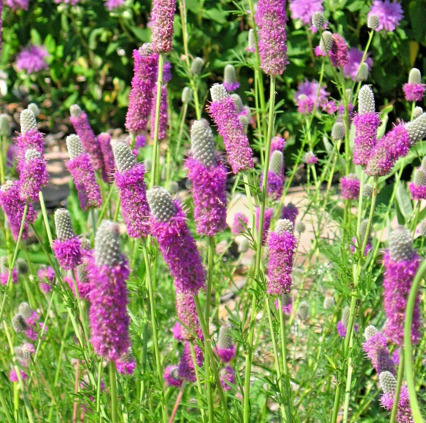 Purple Prairie Clover Seeds - 501+ Wildflower, Drought Tolerant, Nitrogen Fixing, Dalea purpurea, Perennial Wildflower
