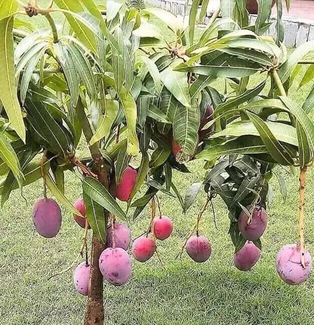 Mango Live Tropical Fruit Tree Seeding Plant 6"-9" - Mangifera indica - Ideal for Home Gardens & Patios