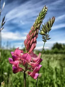 Pink Sainfoin Seeds - Ornamental Perennial, 100+ Seeds, Vibrant Pink Flowers, Onobrychis viciifolia, Attracts Pollinators