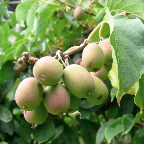 Dormant Kiwi Plant - Female Anna Variety - Actinidia arguta 'Anna' - Live Starter for Zones 4-9 - Pesticide-Free, Cold Hardy