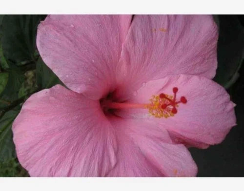 Seminole Pink Hibiscus Live Plant 5-Inch Starter | Tropical Hibiscus rosa-sinensis with Pink Blooms for Indoor Outdoor Garden