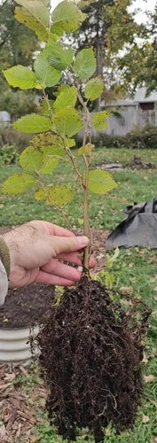 American Hazelnut Seedlings – One Year Old Native Corylus Americana with Healthy Air-Pruned Roots for Easy Transplanting