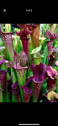 Sarracenia Bare Root Rhizomes - Carnivorous Pitcher Plants - Variety Mix - Sarracenia spp.