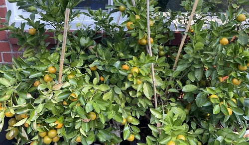 Rooted Calamansi Plant 2-3" Citrus Calamondin Everbearing Fruit Tree Citrus microcarpa