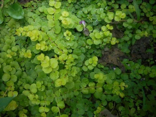10 Bare Root Creeping Jenny Ground Cover Plants | Lysimachia nummularia Hardy Perennial for Garden Beds