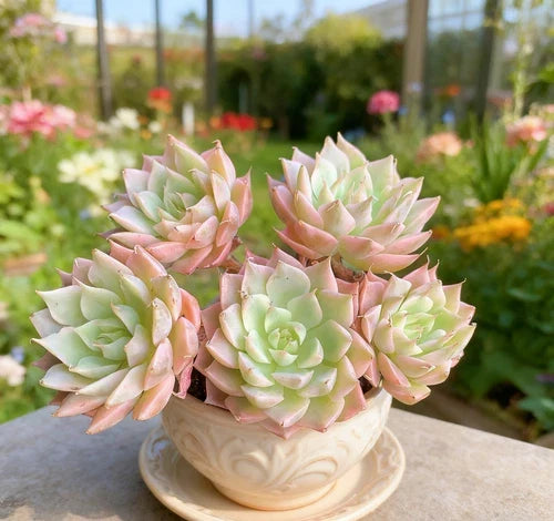 Echeveria 'Margaret' Succulent Plant – Small Bare Root Easy Care Live Plant for Home Decor & Gifts