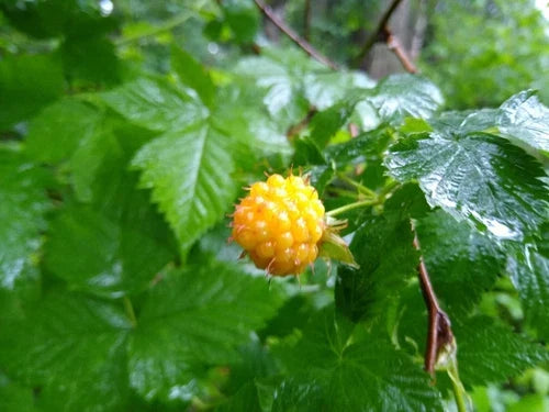 Salmonberry Root Cuttings – 5 Organic Rhizomes – Rubus spectabilis – Live Plants for Fast Growth in USDA Zones 4-9