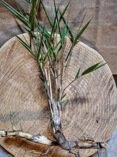 Giant River Cane Bamboo Starter Plant - 4-6 Inch Bare Root Rhizome Arundinaria gigantea for Landscaping, Privacy, and Ornamental Gardens