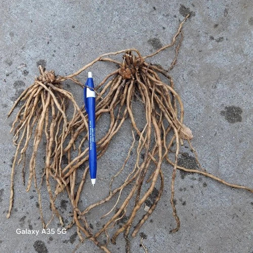 Asparagus Roots Set of 25 | Mary Washington Variety | Asparagus officinalis Crowns for Home Gardening
