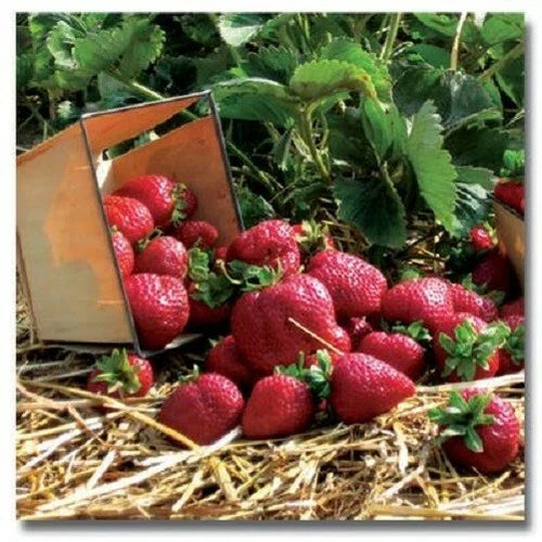 Quinault Ever Bearing Strawberry Plants - 10 Bare-Root Fragaria × ananassa Everbearing Strawberry Plants