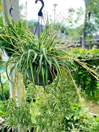 Rooted Spider Plant Set of 6 | White Green Variegated | Easy Care Indoor Outdoor Perennial | Chlorophytum comosum