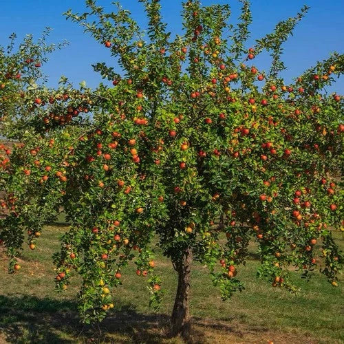 Gala Apple Tree Live Fruit Tree 2ft Tall Malus domestica Semi-Sweet Crisp Apples for Zones 4-9