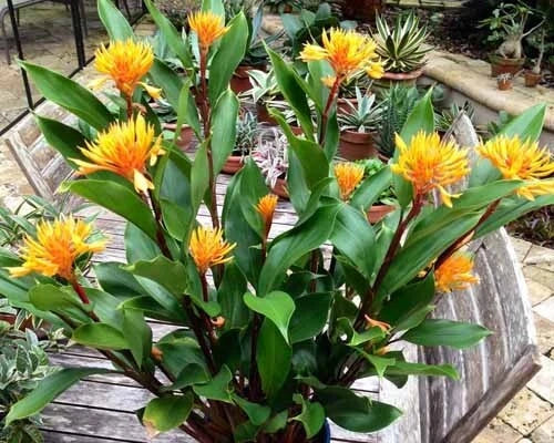 Golden Brush Dwarf Ginger Plant - Small Rooted Starter - Burbidgea schizocheila - Tropical Indoor/Outdoor Foliage