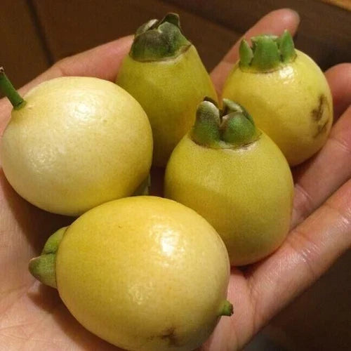 Poma Rosa Live Plant - Rose Apple Seedling - Syzygium jambos - Tropical Fruit Tree for Home Gardening