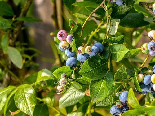Sunshine Blue Blueberry Plant - Pint Pot, Vaccinium corymbosum, Self-Pollinating, Evergreen, High Yield, Container-Friendly
