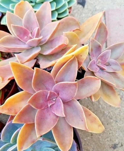 Rare Succulent Live Plant 5-Inch Graptoveria Fred Ives Garden Decor Gift Echeveria Gibbiflora Hybrid