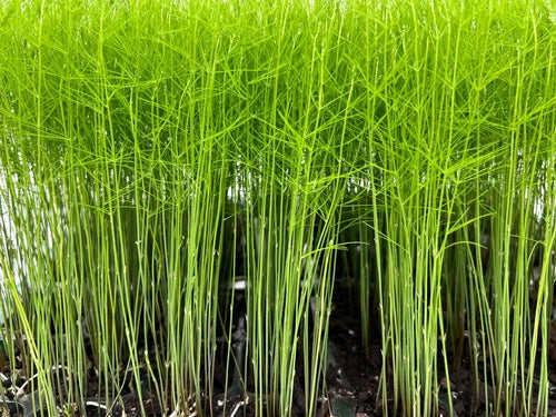 9-Pack Mary Washington Asparagus Plant Plugs | Heirloom Perennial Vegetable | Asparagus officinalis
