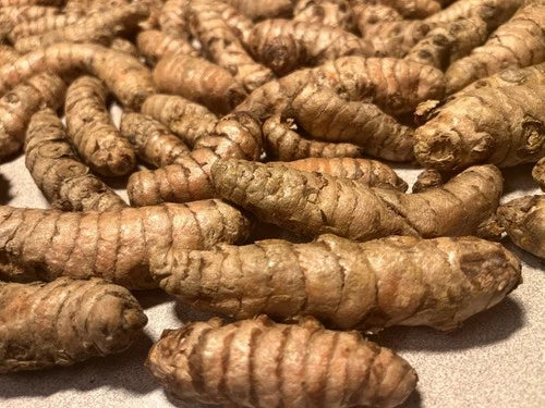 Fresh Organic Turmeric Roots for Planting – 15 Viable Rhizomes (Curcuma Longa) – Yellow Turmeric for Home Gardening