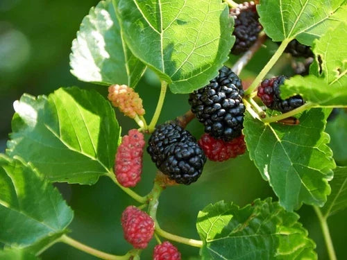 Dwarf Everbearing Mulberry Cuttings – 20+ Fruit Propagation Morus nigra for Garden, Fruit Tree, Rooting, Easy to Grow