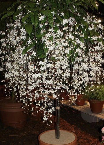 Bridal Veil Plant Starter – Small Well-Rooted Clerodendrum wallichii with White Blooms for Hummingbirds & Butterflies