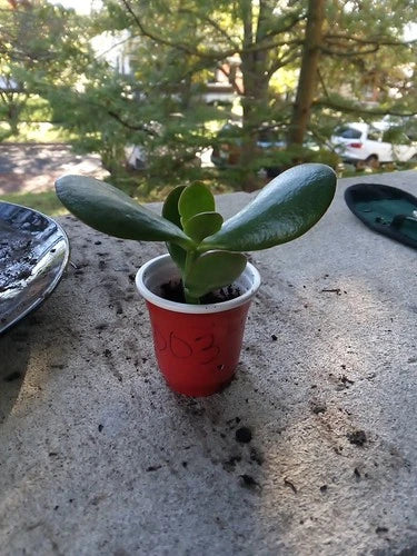 Succulent Jade Plant 2-Inch Cup Crassula ovata Green Houseplant, Easy Care, Fast Growing, Starter Rooted Plant