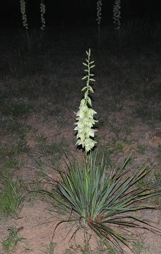 Bare Root Live Plant - 15-Inch Adam's Needle Yucca - Drought-Tolerant Succulent - Yucca filamentosa - Hardy Perennial for Xeriscaping