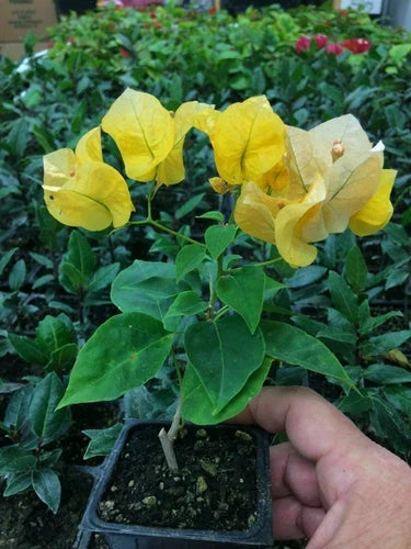 Bougainvillea Plant - 'California Gold' Drought Tolerant Flowering Vine - Bougainvillea glabra Garden Plant