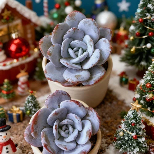 Echeveria laui Bare Root Succulent Plant - Rare Powdery Blue Rosette for Indoor & Office Decoration