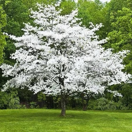 White Dogwood Tree 2ft Live Flowering Tree Cornus florida White Blooms Hardy Zones 5-8 Bare Root