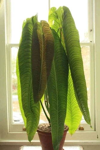 Anthurium veitchii Starter Plant - King Veitchii - Live Well-Rooted Indoor Tropical Foliage Plant