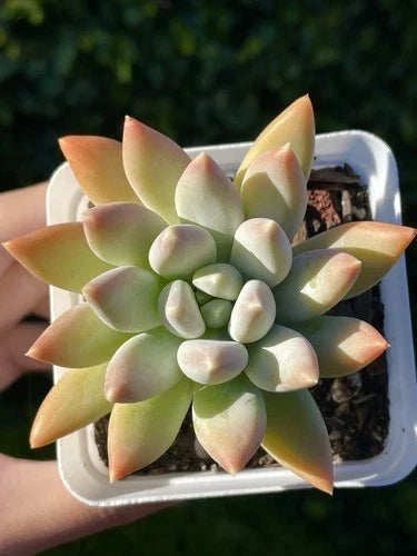 Rare Succulent 2.75-Inch Pachyphytum 'Moon Silver' Live Plant with Powdery Pastel Foliage, Healthy Rooted, Small Desk Plant
