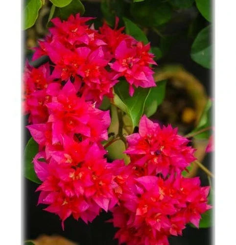 Double Red Bougainvillea Starter Plant | Well Rooted Live Plug | Bougainvillea glabra | Rare HTF | USA Shipping