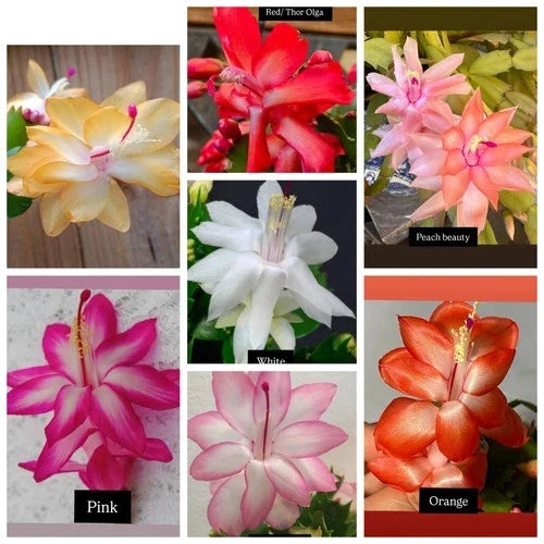 Christmas Cactus Cuttings Pack – 7 Vibrant Colors Schlumbergera spp. Thanksgiving & Christmas Plant Propagation