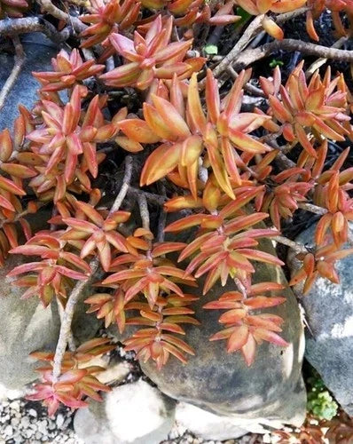 Coppertone Sedum Succulent - 5-7 Inch Rooted Live Plant - Sedum adolphi - Copper Foliage, Drought Tolerant, Rock Garden Plant