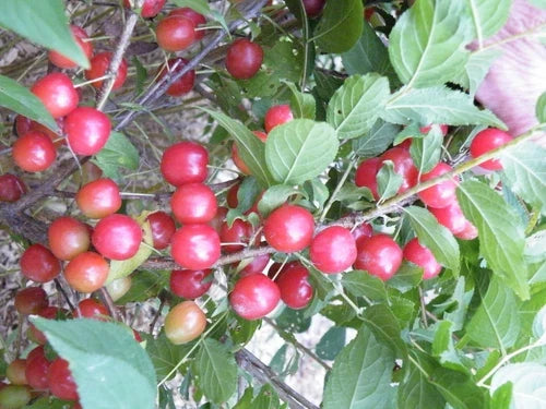 Dormant Nanking Cherry Bush Plant, Rooted, Red Fruit, Edible Tart Cherries, Prunus tomentosa, Zones 4-8