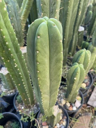 Echinopsis Cactus Tip Cut Live Plant 16in ‘Scop X Bertha’ Succulent Rooting Instructions Echinopsis spp.