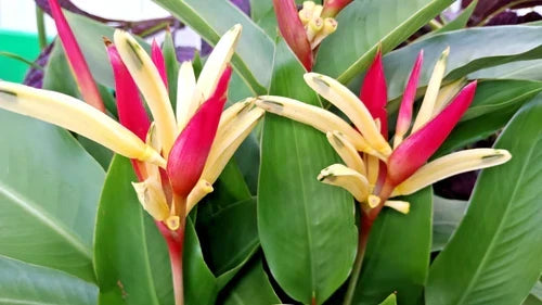 Potted Parrot's Beak Plant Heliconia Psittacorum with Vibrant Red and Yellow Flowers - Tropical Live Plant