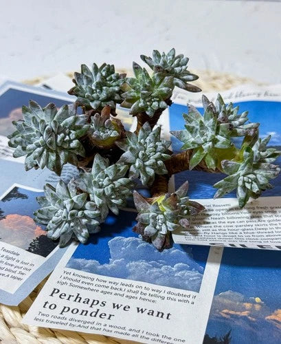 Dudleya gnoma S.W.McCabe Rare Succulent Plant - Easy Care Live Bare Root Gnome for Mini Gardens & Collectors