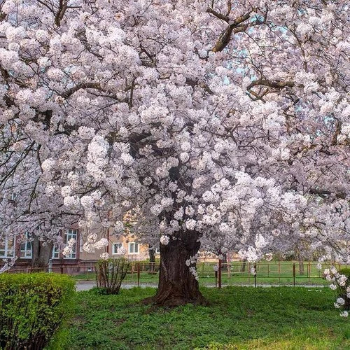 Yoshino Cherry Trees - 2ft Tall Flowering Trees - Prunus x yedoensis with Pink Blossoms for Gardens & Landscapes