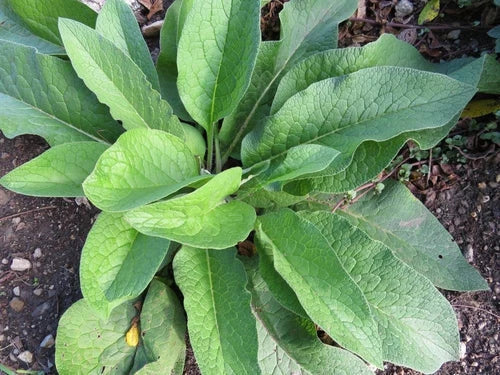 Russian Comfrey Root Cuttings, Bocking 14, Non-GMO Heirloom Symphytum x uplandicum, 5+ Pieces